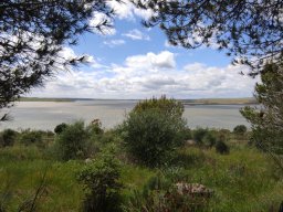 Flora del Cerro Masatrigo